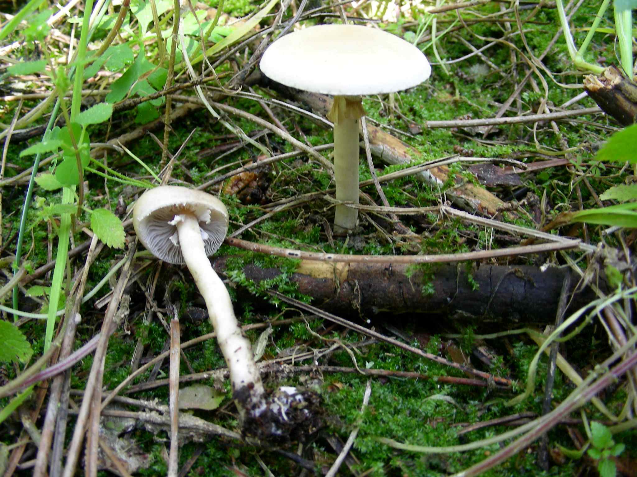 1933 Marzo vecchio ritrovamento